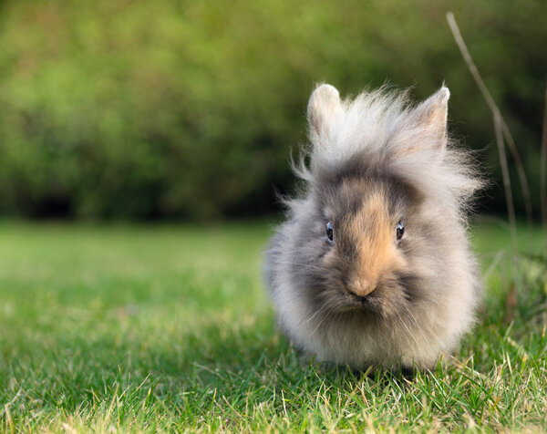 Пушистый сладкий зайчик на зеленой траве на закате
