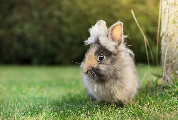 在绿色的林间空地上的灰色毛绒绒的小兔子宝宝 — 图库照片