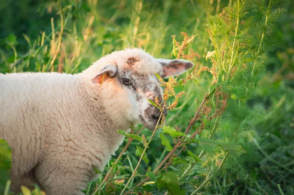 Pequeno bonito manchado bebê cordeiro em altura grama — Fotografia de Stock