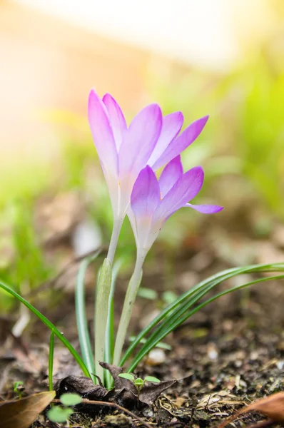 Due crocus primaverili nella foresta — Foto Stock