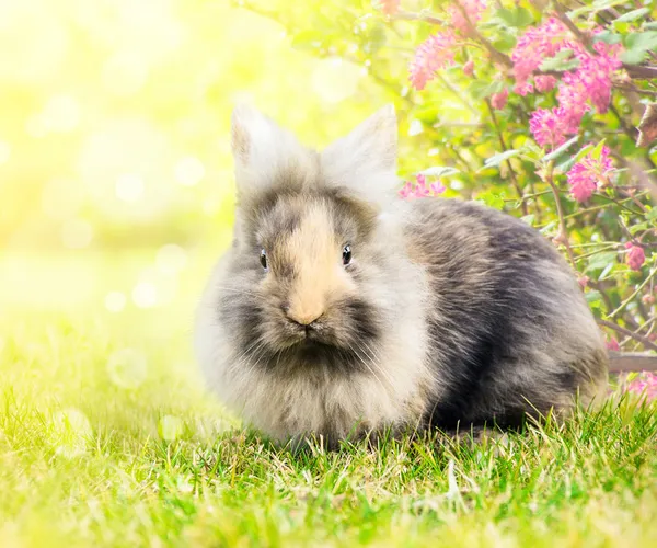 Coelhinho ensolarado bebê em flovers de azálea no jardim — Fotografia de Stock