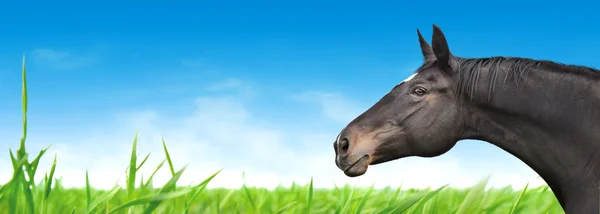 Retrato de cavalo no fundo do céu azul e grama verde, banner — Fotografia de Stock