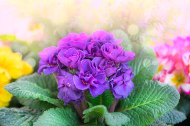 Oluklu mor çuha çiçeği flowerbed ışığında