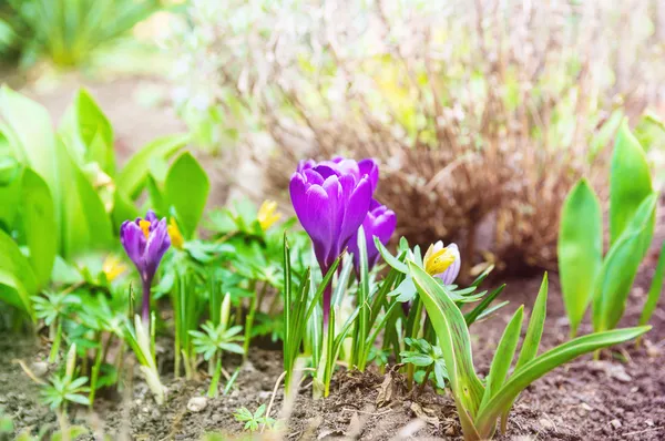 Crochi primaverili sul letto in giardino, luce del sole — Foto Stock