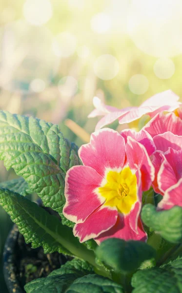 Primel rosa, día soleado de verano en el parque — Foto de Stock