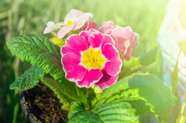 Rosa primel i solljus, trädgård — Stockfoto