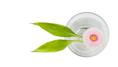 pembe papatya çiçek bardak su,, izole iki bambu yaprakları ile