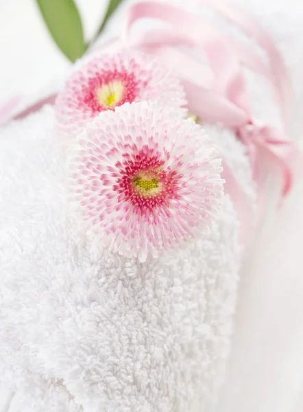 Dvě růžové sedmikrásky květin na bílých srolovaný ručník, zblízka — Stock fotografie