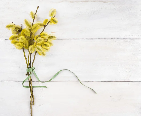 Bunch of yellow pussy willow with green bow on white wooden table — Stock Photo, Image