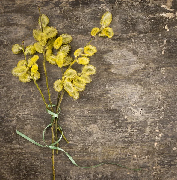 Bouquet of yellow pussy willow with green bow — Stock Photo, Image
