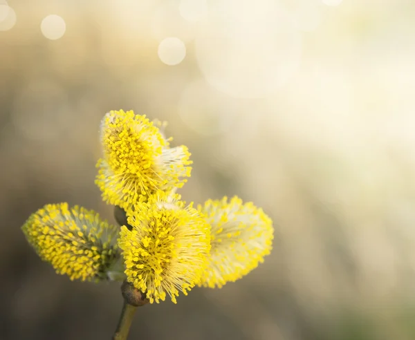 Gelbe Weidenkätzchen am Baum, sonnig, Frühlingszeit — Stockfoto