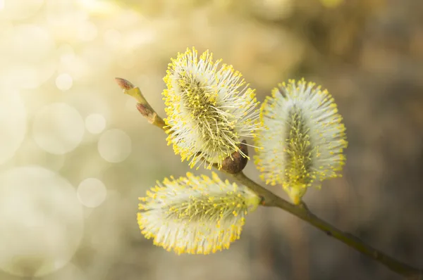 Три жовтих в'язка на гілці, на заході сонця, весняні квіти — стокове фото