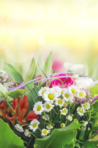 Colorful flowers on sunny background — Stock Photo, Image