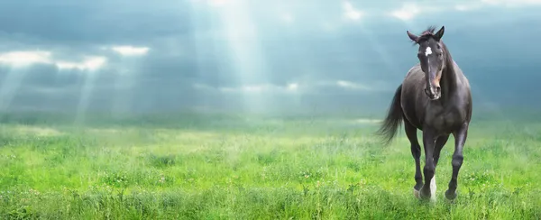 Laufendes schwarzes Pferd Warmblüter am Morgen Feld, Banner — Stockfoto