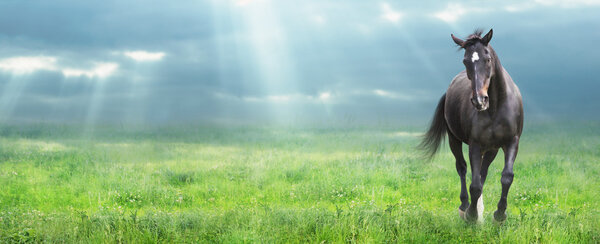 Running black horse Warmblooded at morning field, banner