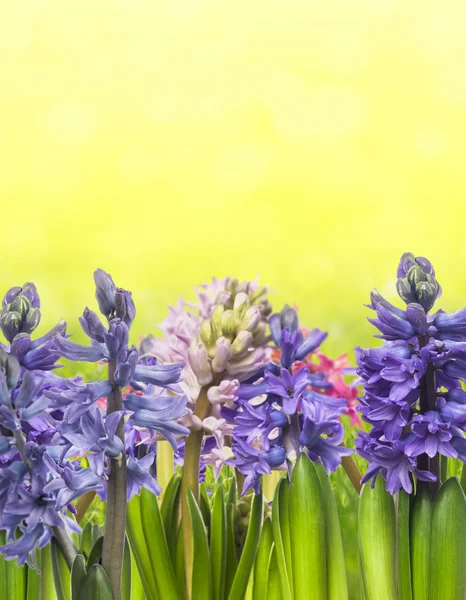 Vícebarevné hyacinty na žlutém podkladu — Stock fotografie