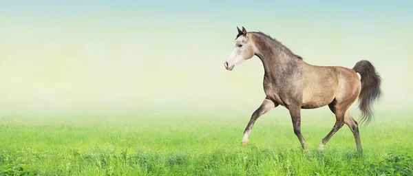 Horse running trot on green summer meadow, banner — Stock Photo, Image