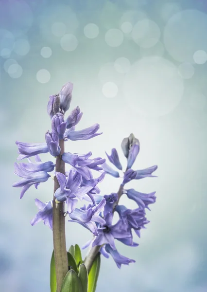 Two blue hyacinth ,bokeh — Stock Photo, Image