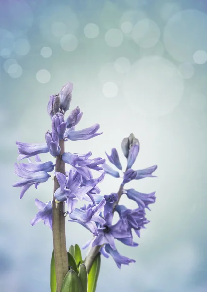 Dois jacinto azul, bokeh — Fotografia de Stock