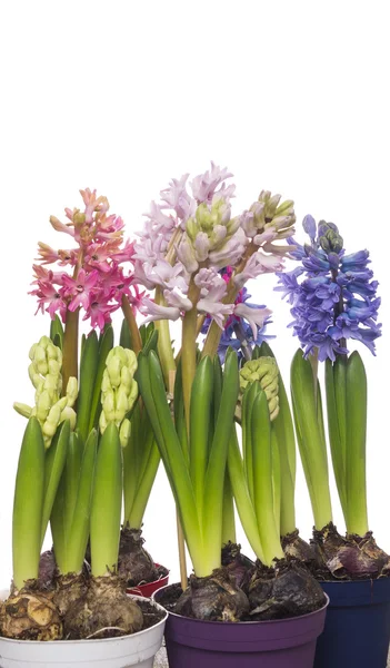 Färgglada hyacinter blommor i krukor, isolerade — Stockfoto