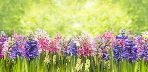 春のヒヤシンスの花、背景に咲く — ストック写真