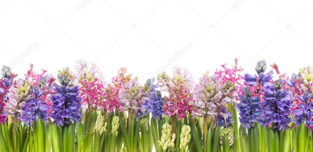 Hyacinths flowers blooming in spring,banner,