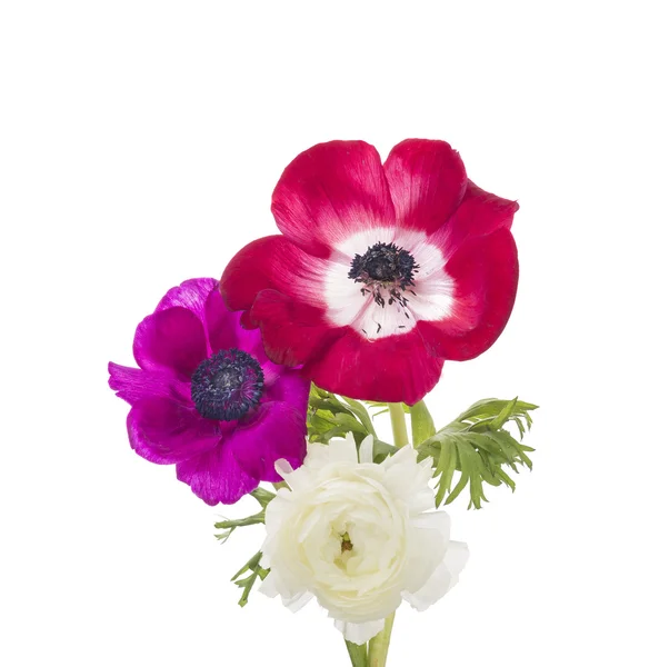 Red and lilac anemones and buttercups, isolated — Stock Photo, Image