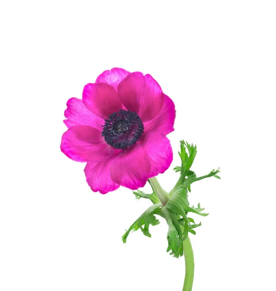 Lilac  anemone with curved stems and leaves, isolated — Stock Photo, Image