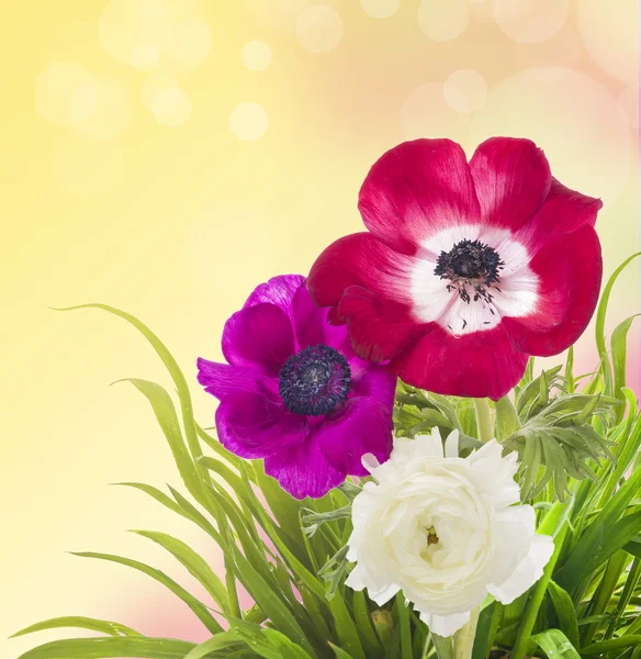 Floral border, anemones and buttercups in grass on yellow pink background — Stock Photo, Image