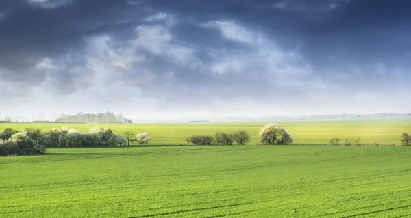 Krajobraz z kwitnących pole z dzikie czereśnie, transparent — Zdjęcie stockowe