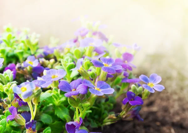 Lila små blommor i trädgården på solsken — Stockfoto