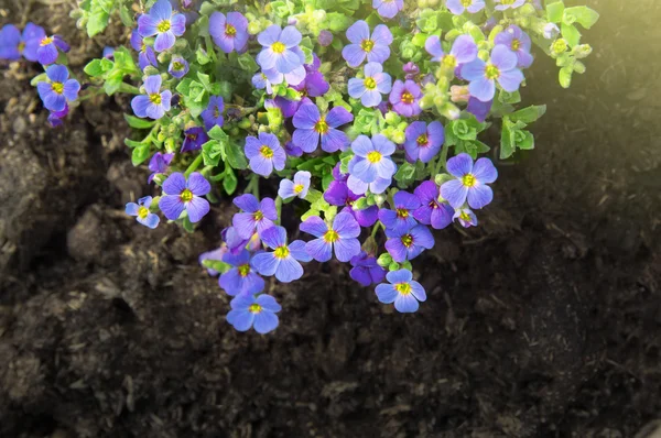 Blue flowers  purple rock cress in flowerbed — Stock Photo, Image