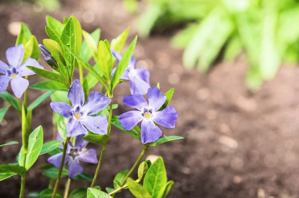 Flores azul periwinkle no jardim — Fotografia de Stock