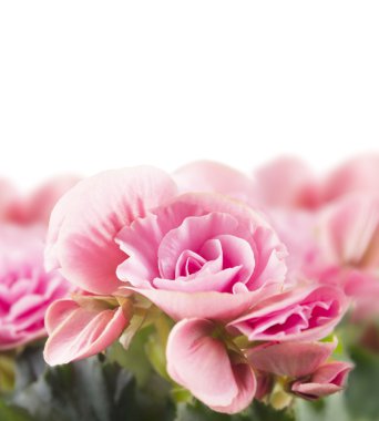 pembe Begonya çiçekler, izole