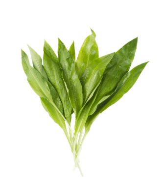 Bunch of wild ramson, isolated clipart