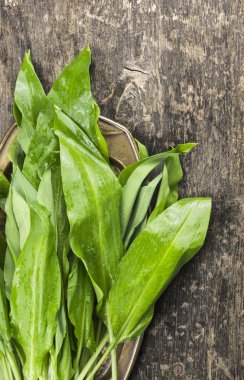 vahşi ramson grup, yakın