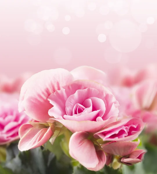Begonia na růžovém pozadí — Stock fotografie
