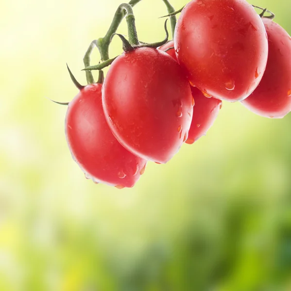 Tomates colgantes en jardín soleado — Foto de Stock