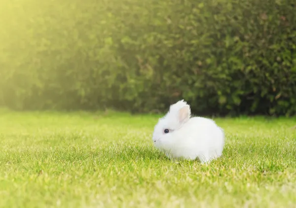 Little white bunny on  lawn in garden — Stock Photo, Image