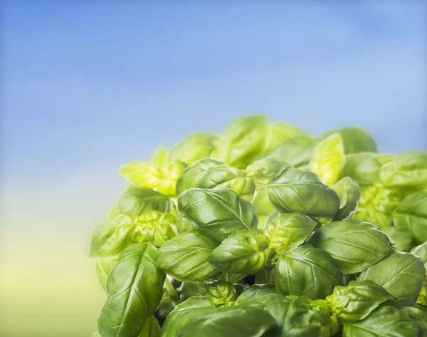 Bunch of basil on blue sky background, garden background