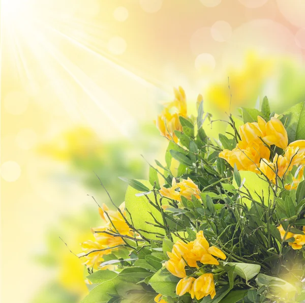 Yellow freesias bunch  in sunshine with bokeh,border — Stock Photo, Image