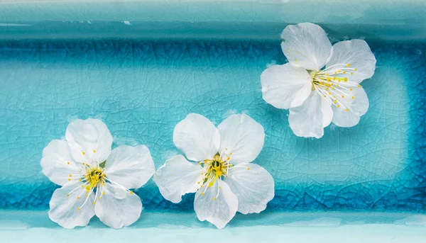 Flores brancas em tigela azul de água, spa, banner — Fotografia de Stock