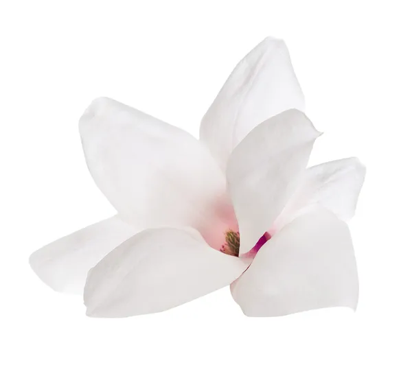 Fiore di Magnolia, isolato — Foto Stock