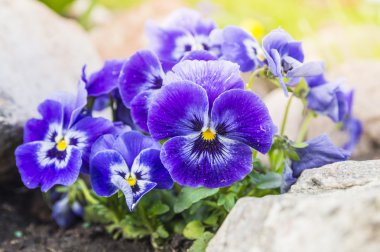 Purple blue pansy flowers in rock garden clipart
