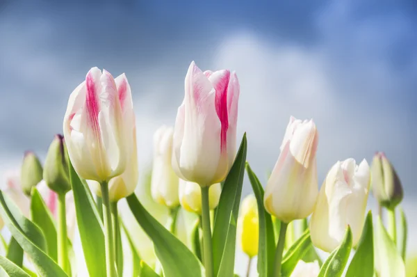 Rosa tulipanes blancos sobre fondo nublado cielo primaveral — Foto de Stock