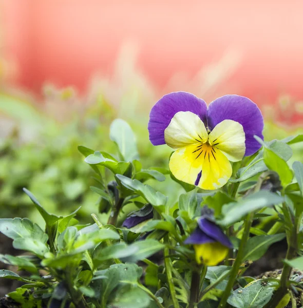 Yellow purple  pansy flower in garden on red background — Stock Photo, Image