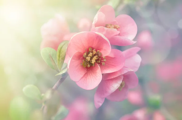 Japonské quince květina ve slunečním světle — Stock fotografie