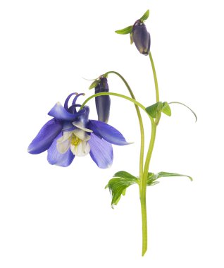 Mavi columbine çiçek tomurcukları ve çiçeklerle, izole