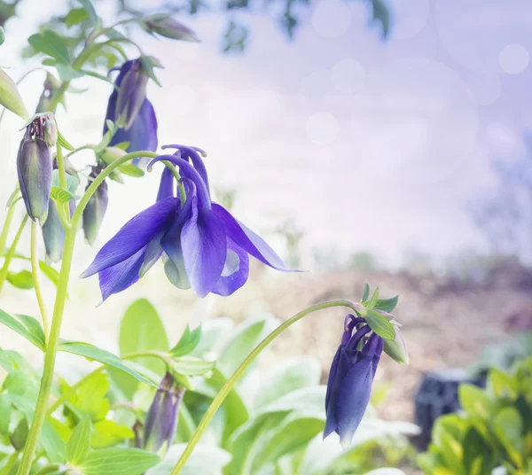 Flores de columbina azul en el jardín, tonificando —  Fotos de Stock