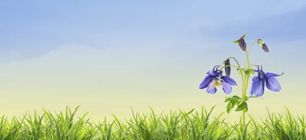 Blue columbine flowers in garden grass, blue sky background